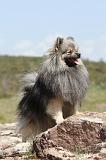 SPITZ ALLEMAND 032